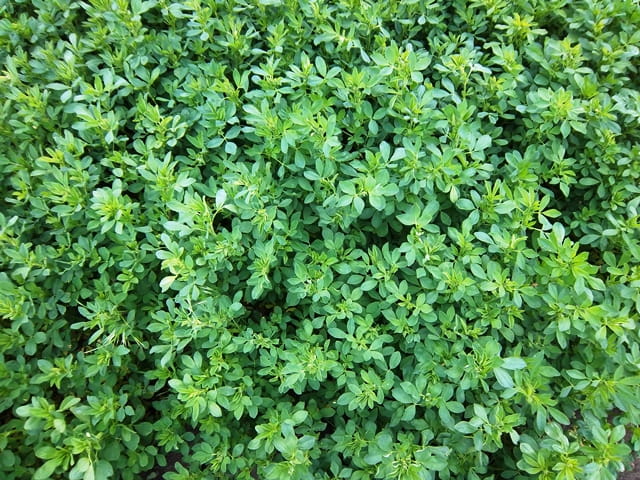cỏ alfalfa