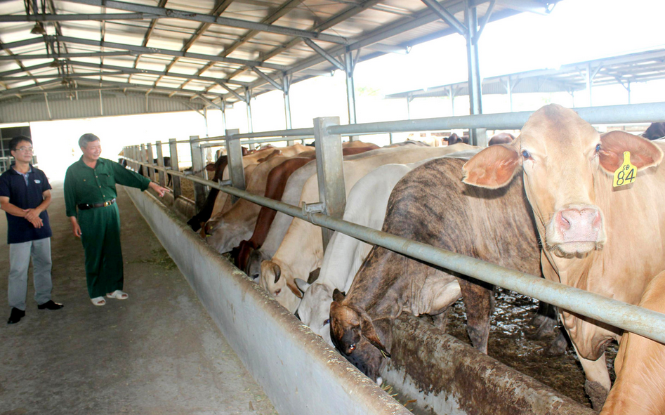 Việc chăm sóc nuôi dưỡng là yếu tố rất quan trọng giúp đàn bò phát triển nhanh