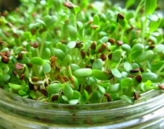 Tìm hiểu về giống cỏ Alfalfa