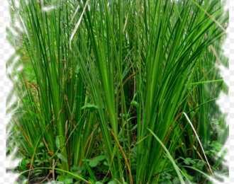 Tìm hiểu về cỏ vetiver